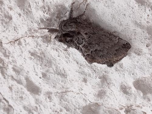 Réf. 359 915 : Rhegmatophila alpina